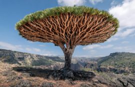 SOCOTRA ISLAND
