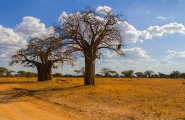 baobabs-in-kenya-