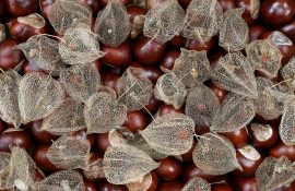 Detail of the dried fruits of Cape gooseberry on chestnuts