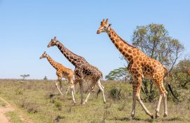 Wild giraffes herd in savannah, Kenya, Africa