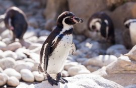 Humboldt penguin standing on stones in sunny day