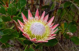 A King or Giant Protea (Protea cynaroides), South Africa's national flower, growing in Table Mountain National Park, South Africa.