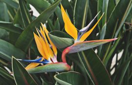 strelitzia